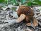 Mérges pókhálósgomba (Cortinarius orellanus), Pilis